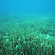 A seagrass meadow at the Florida Keys National Marine Sanctuary. Image: NOAA Photo Library/Flickr